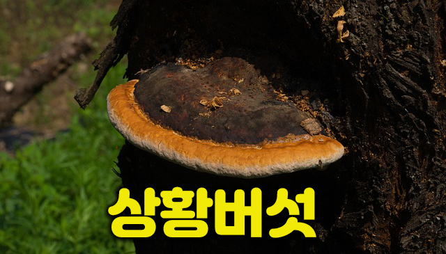 상황버섯